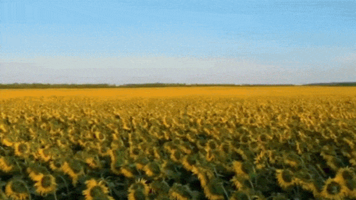 A sunflower field changes to a marijuana field In the background as roses and sunflowers bloom in the foreground with text That flies in saying 'in a world full of sunflower and roses be A weed'