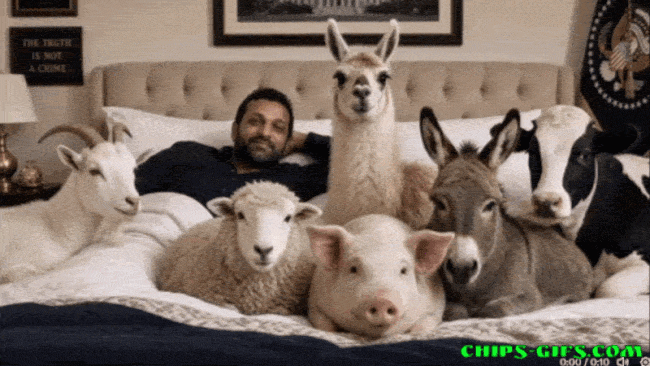  A kash patel in the bed with a whole bunch of beasts around him