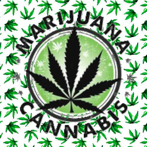 Marijuana