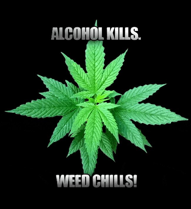 looking down at the top of a cannabis plant with background colors changing and the flashing words weed chills alcohol kills