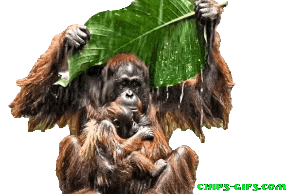  A brown ape in the rain over a transparent background