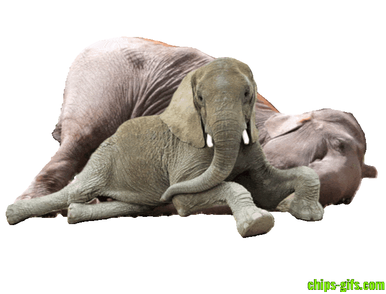 An elephant is laying down passed out spooning with a young elephant Trump pops up from the background with a sign saying I belong in prison As big bold lettering comes up saying Republicans protect pedophiles