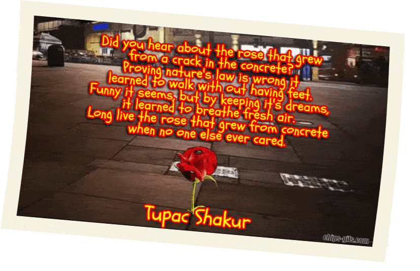  An image of a rose growing out of a crack on a city street with the poem by Tupac Shakur 'The rose from a crack' 